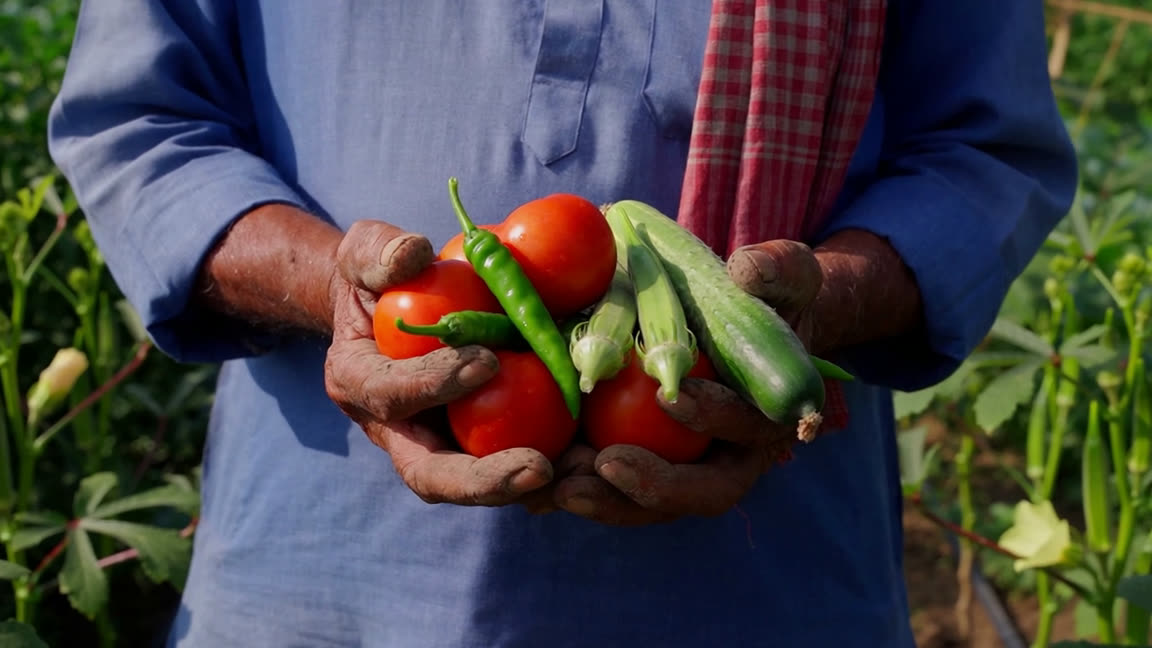 Vegetables — Growth Plus Seeds