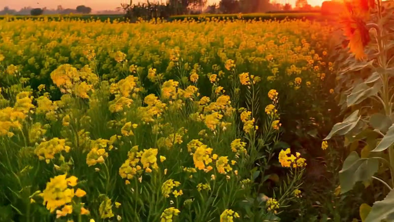 Canola — Growth Plus Seeds