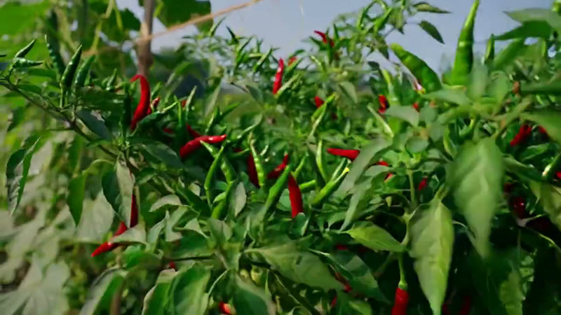 Chilies — Growth Plus Seeds