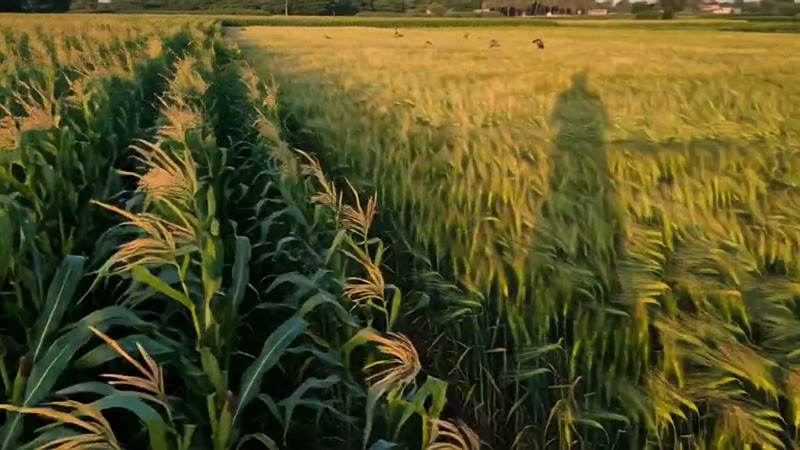 Corn (Maize) — Growth Plus Seeds