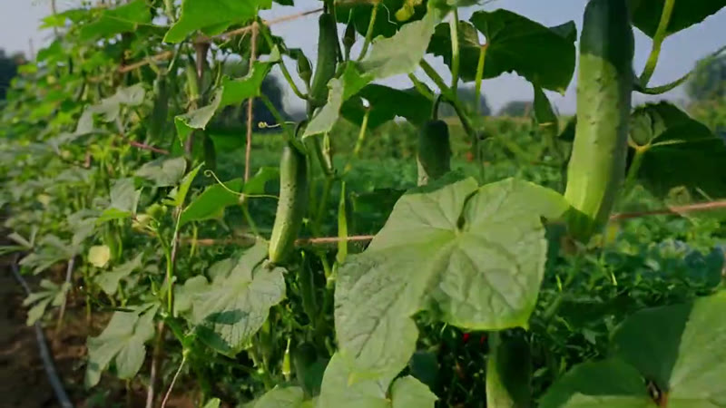 Cucumber — Growth Plus Seeds