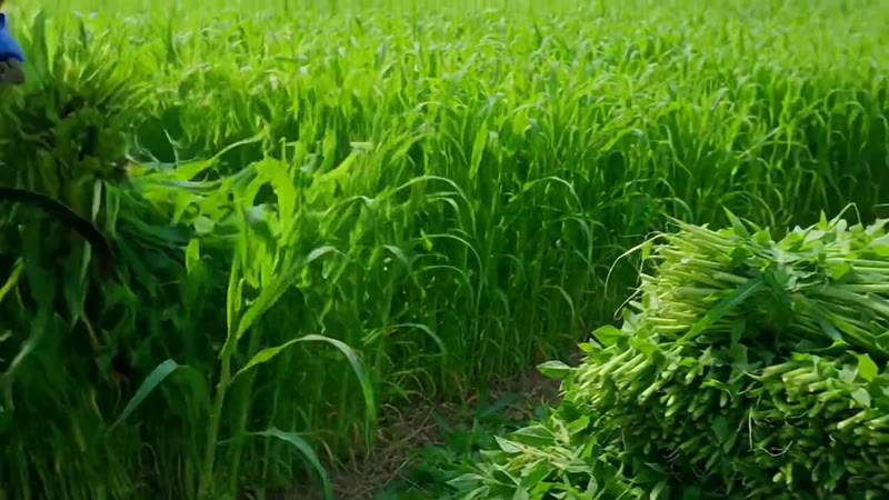 Fodder Maize — Growth Plus Seeds