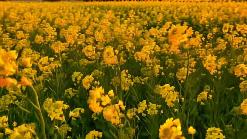 Mustard / Raya (Sarson) — incl. Hybrid SUPER RAYA — Growth Plus Seeds