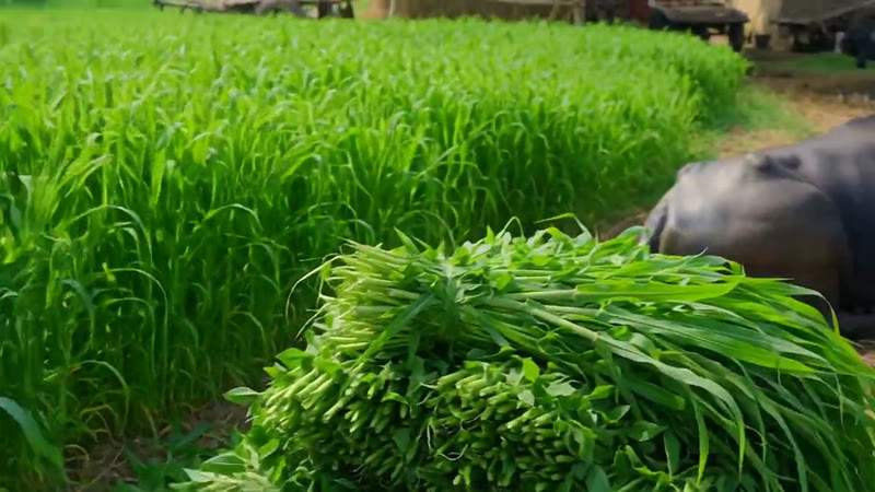Sorghum (Jowar / Chari) — Growth Plus Seeds