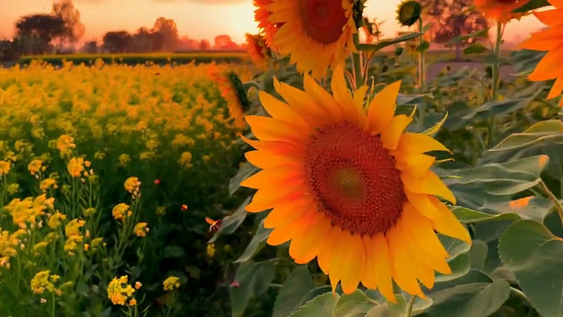 Sunflower — Growth Plus Seeds