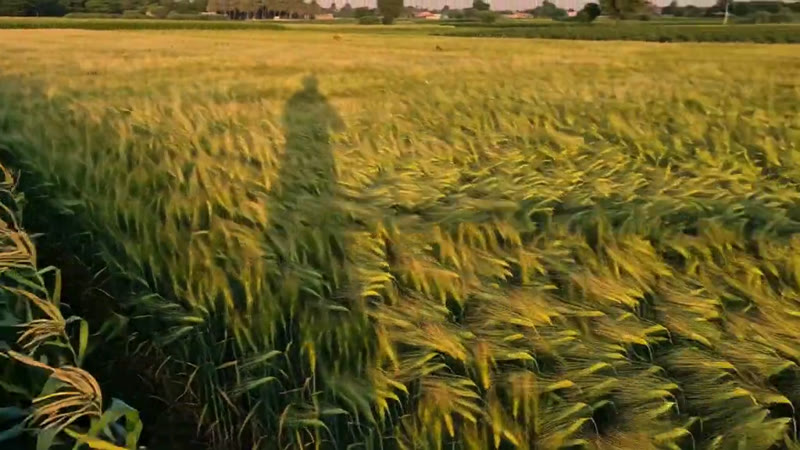 Wheat — Growth Plus Seeds